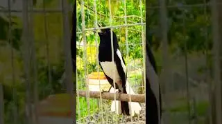 tiếng chim chích chòe than hót hay kích mồi