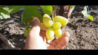 GF Grapes MERCURY and ESTELLA (Kalugin VM). 30.08.2023g.