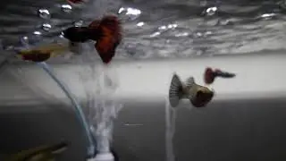 Lepistes Cinsiyet Ayrımi Nasıl Yapılır