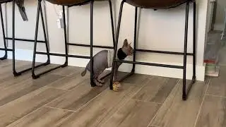 Smeagol has a new baby brother named Groot!