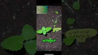 TRANSPLANTING CATNIP #gardening #shortsfeed #shortsviral #growth  #growyourownfood #growthfarming