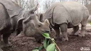 Celebrating Cinco De Rhino With Our Greater One-Horned Rhinos