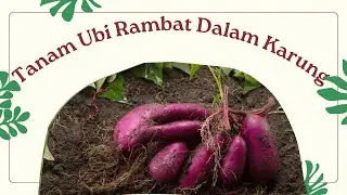 UBI RAMBAT DI KARUNG, SOLUSI PRAKTIS UNTUK KEBUN TERBATAS
