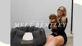 I GOT A PUPPY! - Meet Bentley