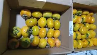 Persimmons from CA...thank YOU much, Annette!