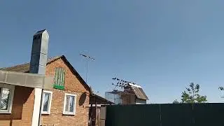 Бойные голуби Сизое молодое набирает игру