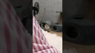 Занятие с Василисой♥️ #котовасенька #самаялюбимаякошка