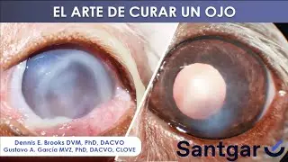 El Arte de Curar un Ojo