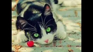 Frases de gatos.
