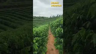 The Fertility of Coffee Plantations in Brazil