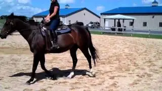 Shez So Purdy 2008 AQHA mare Purdy Wild Irwin x Delk Miss Conclusion