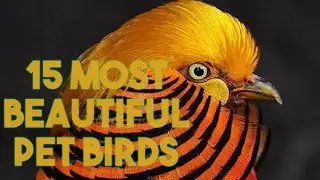 My 15 Most Beautiful Pet Birds/Educational/4K