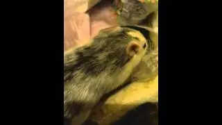 Rat stealing riceball