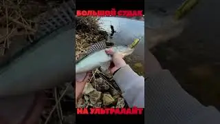 Большой судак на ультралайт #fishing #рыбалка #bigfish #shorts