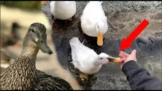 angry duck bites kid