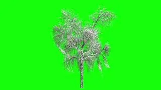 Beautiful Tree Green Screen Effects Animate Vfx