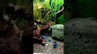 Caridinaio con Blue Dream (neocaridina davidi) #shorts