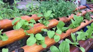 Easy Backyard Gardening Ideas at home
