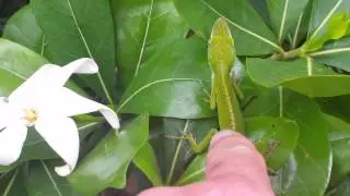 Hawaiian Lizard attacks me in Maui