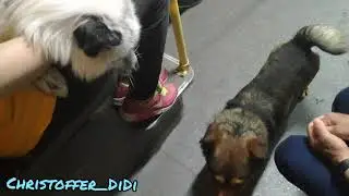 В Киевском тролейбусе пёс и лис / снежный лис/ dog & pet fox