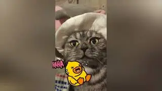 Моя смешная кошка Бася