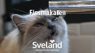 Sveland - Djurens försäkringsbolag