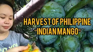 Harvest of Philippine🇵🇭 “Indian Mango”🥭 in front of our house🏡 #amazing#satisfying#trending