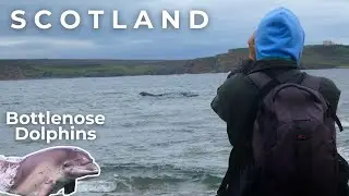 Bottlenose Dolphins in Thurso Bay & Dunnet Bay | Caithness, Scotland