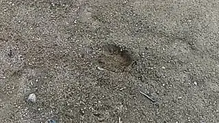 След лося.