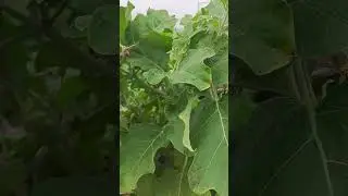 રીંગણ 🍆Baigan // Farming Lover // Vegitable #trending #shorts #viral #youtubeshorts #india