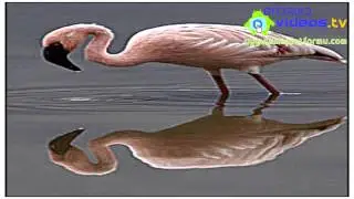 Android Dijital Çerçeve Uygulaması