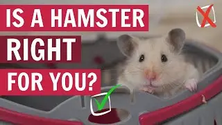 Watch THIS before getting a Hamster 🐹