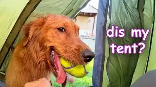 I Took My Dogs on Their First Camping Trip! 🏕️