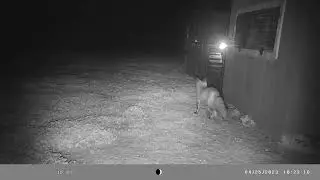 The Fox is Hungry