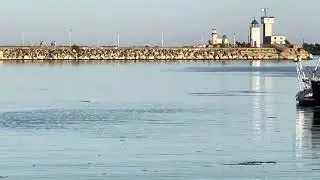 Delfini in portul turistic Mamgalia