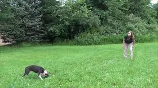 Training the Whistle Recall