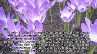Hastalıklara Göre Bitkiler AKCİĞER HASTALIKLARI