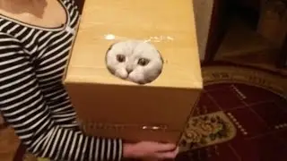 Забавный кот. Смешной котенок. Funny cat