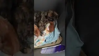 Update on Little Head Wrinkle Nose 2