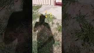 Шмель