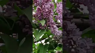 Все цветет, зацвела вишня 🍒, зацвела сирень.