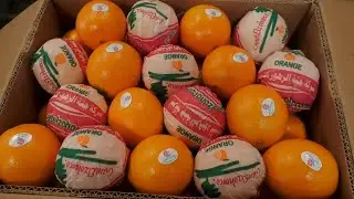 GANET EL ZOHOR Egyptian Navel Orange