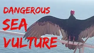 OMG Strange Giant Bird Spotted Deep In The Ocean | Big Vulture HD