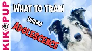 What to train during adolescence - Professional dog training