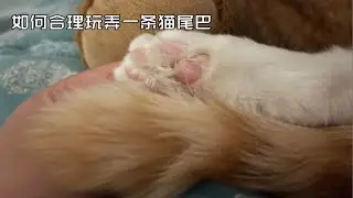 如何合理的，玩弄一条猫尾巴！嘻嘻～