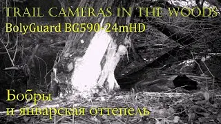 Бобры и январская оттепель