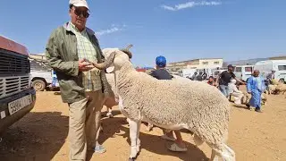 نعجة وخروف كسابي فسوق أحد سبع عيون واد جديدة 11/08/2024