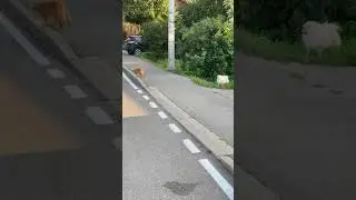 #дабулачада