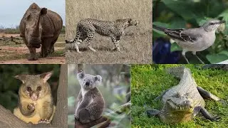Wierdest Animal Sounds