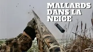 Chasse au canard / Mallards dans la neige